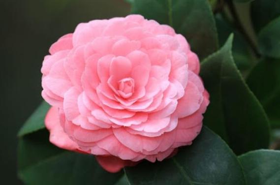 山茶花功效