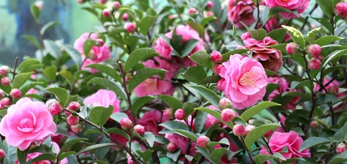 山茶花寓意