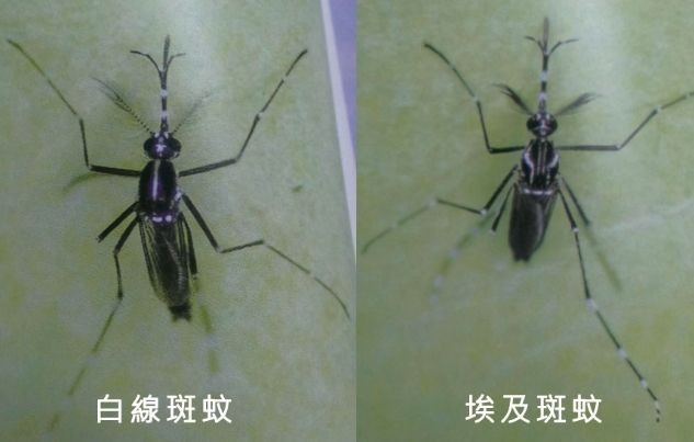 埃及斑蚊和白線斑蚊