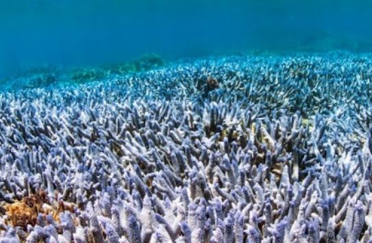 澎湖潛水價格 澎湖潛水價格