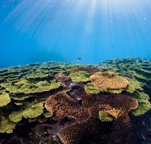 澎湖潛水注意事項 澎湖潛水注意事項
