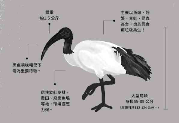 埃及聖䴉介紹