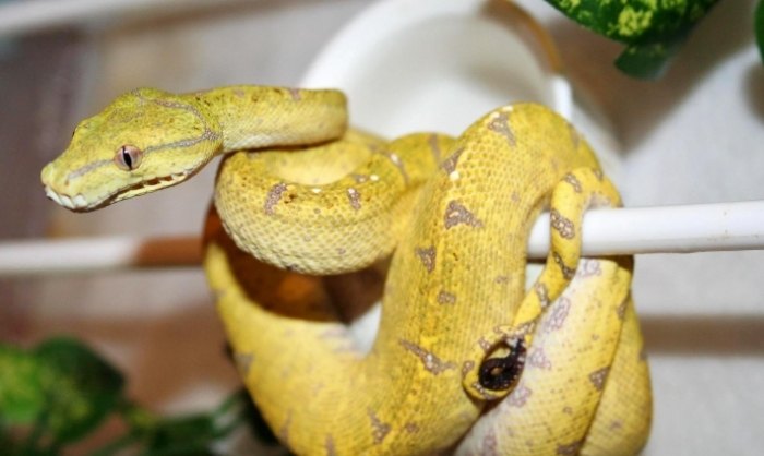 綠樹蟒飼養