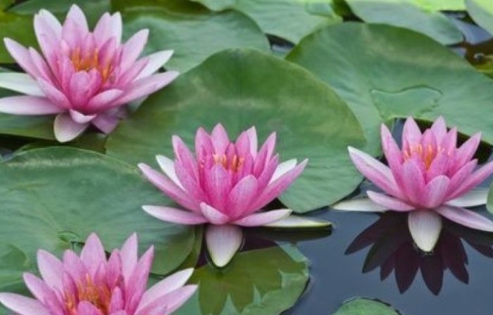 荷花種植