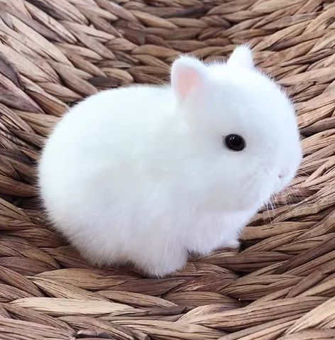 侏儒兔種類
