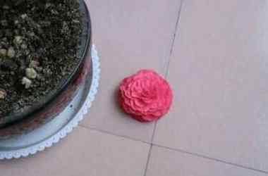 山茶花花語 山茶花花語
