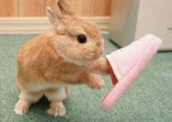 侏儒兔飼養