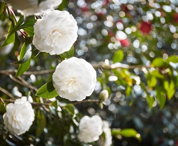 山茶花終極百科：種類圖鑑、神奇功效、深刻寓意、花語解讀，及栽培要點與行情 post thumbnail image