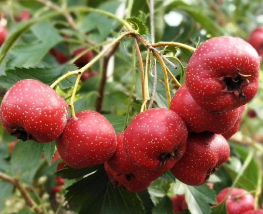 山楂功效：不只開胃小幫手，營養禁忌食用指南全面解析 post thumbnail image