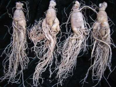 吉林特產終極指南：從人參到鹿茸，必買清單與實用技巧全解析 post thumbnail image